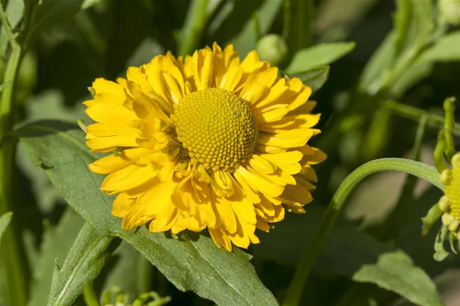 Helenium x cult.'Meranti' 1 Liter Topf 