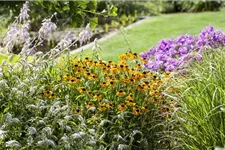 Helenium x cult.'Meranti' 1 Liter Topf 