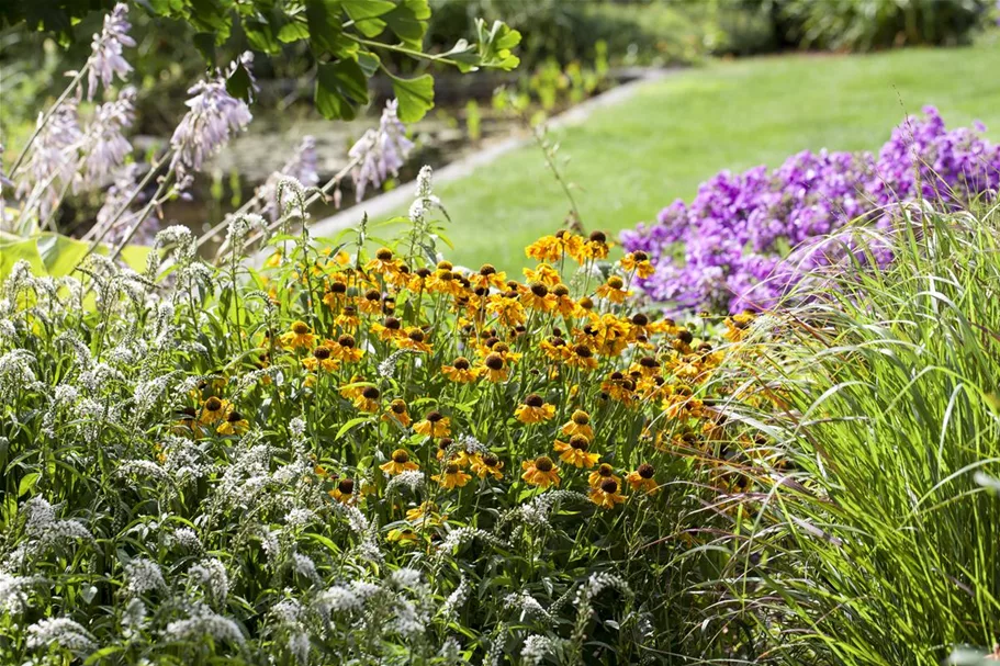 Helenium x cult.'Meranti' 1 Liter Topf 