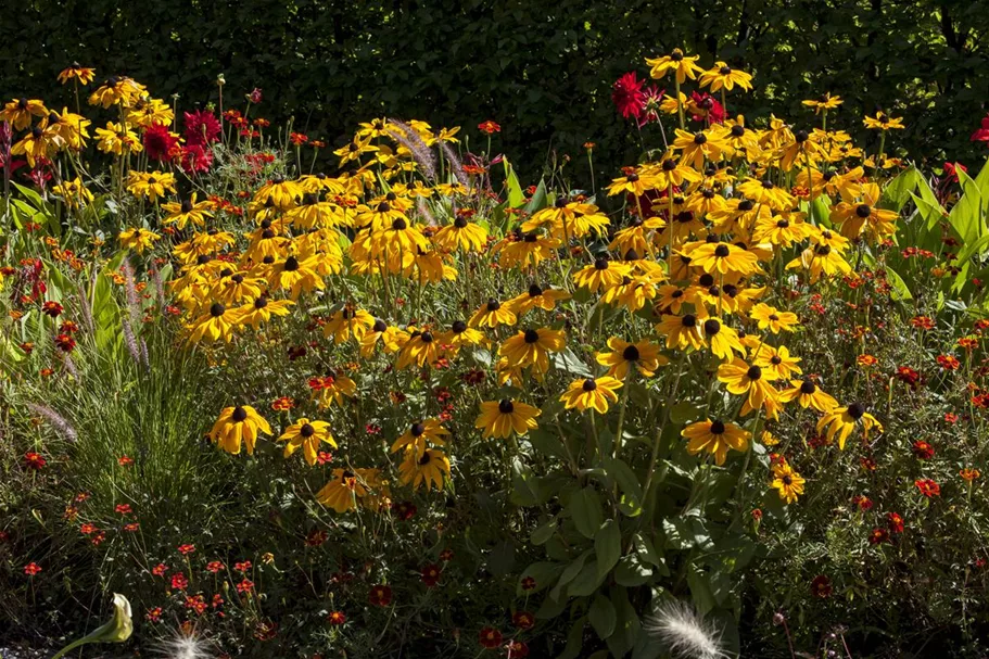 Helenium x cult.'Meranti' 1 Liter Topf 