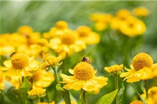 Helenium x cult.'Meranti' 1 Liter Topf 