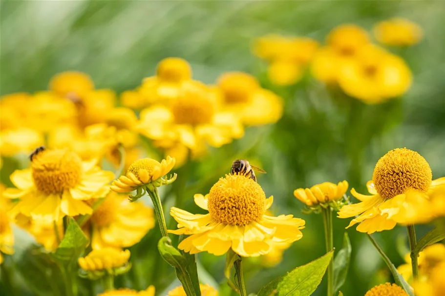 Helenium x cult.'Meranti' 1 Liter Topf 