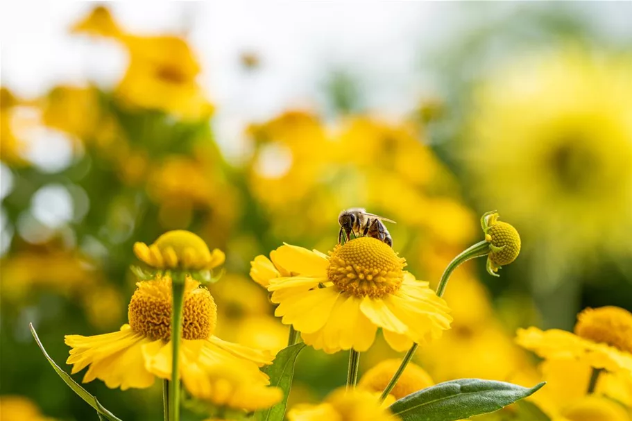 Helenium x cult.'Meranti' 1 Liter Topf 