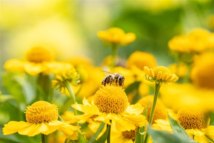 Helenium x cult.'Meranti' 1 Liter Topf 