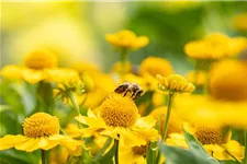 Helenium x cult.'Meranti' 1 Liter Topf 