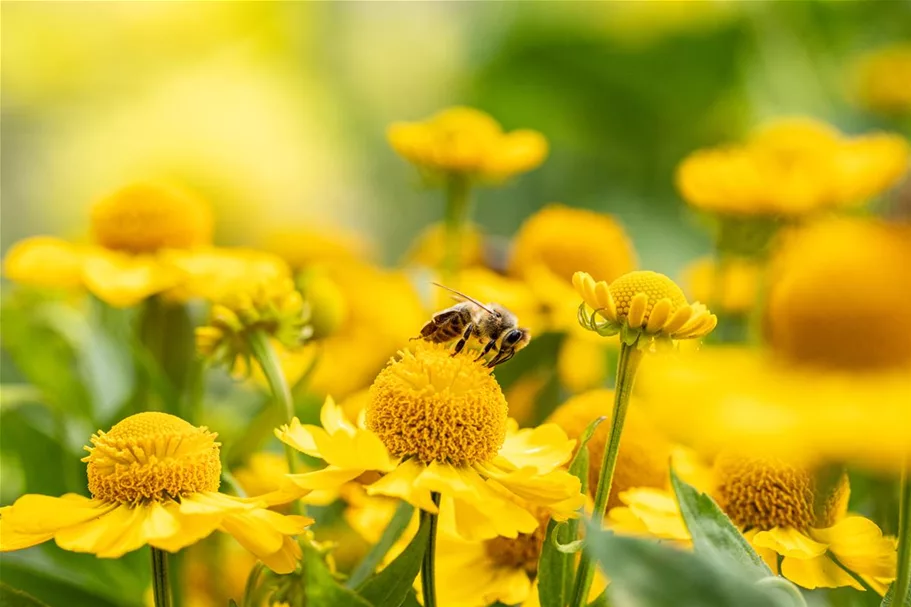 Helenium x cult.'Meranti' 1 Liter Topf 