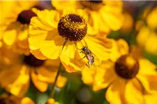 Helenium x cult.'Meranti' 1 Liter Topf 