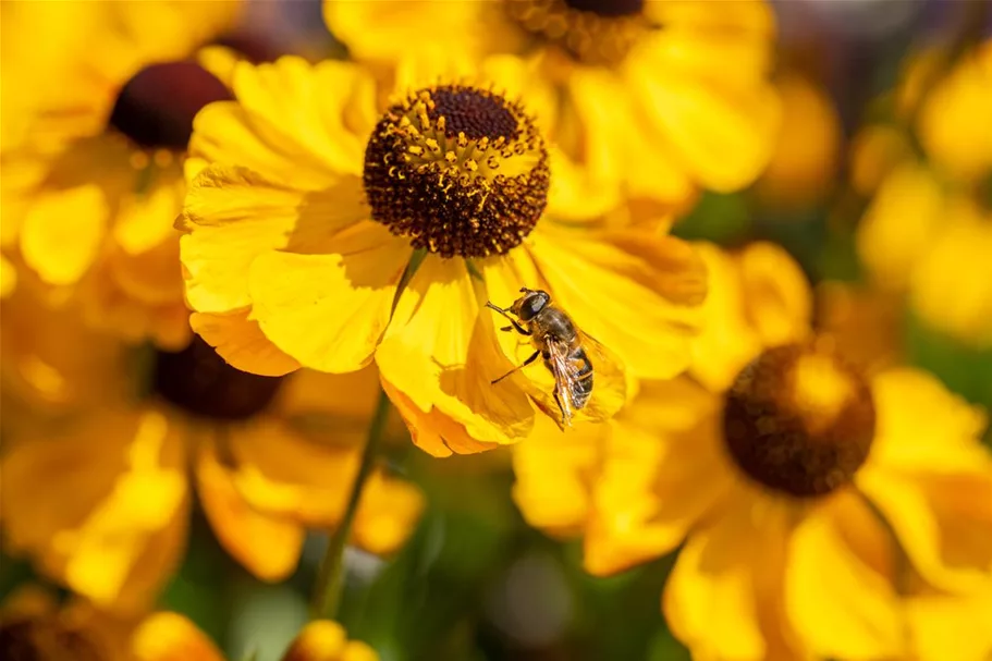 Helenium x cult.'Meranti' 1 Liter Topf 