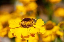 Helenium x cult.'Meranti' 1 Liter Topf 