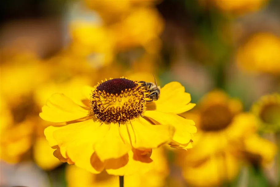 Helenium x cult.'Meranti' 1 Liter Topf 