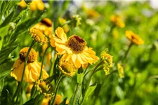 Helenium x cult.'Meranti' 1 Liter Topf 