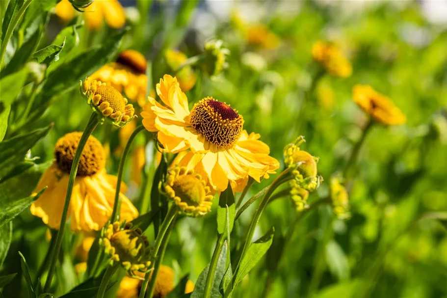 Helenium x cult.'Meranti' 1 Liter Topf 