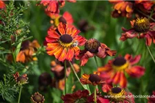 Helenium x cult.'Meranti' 1 Liter Topf 