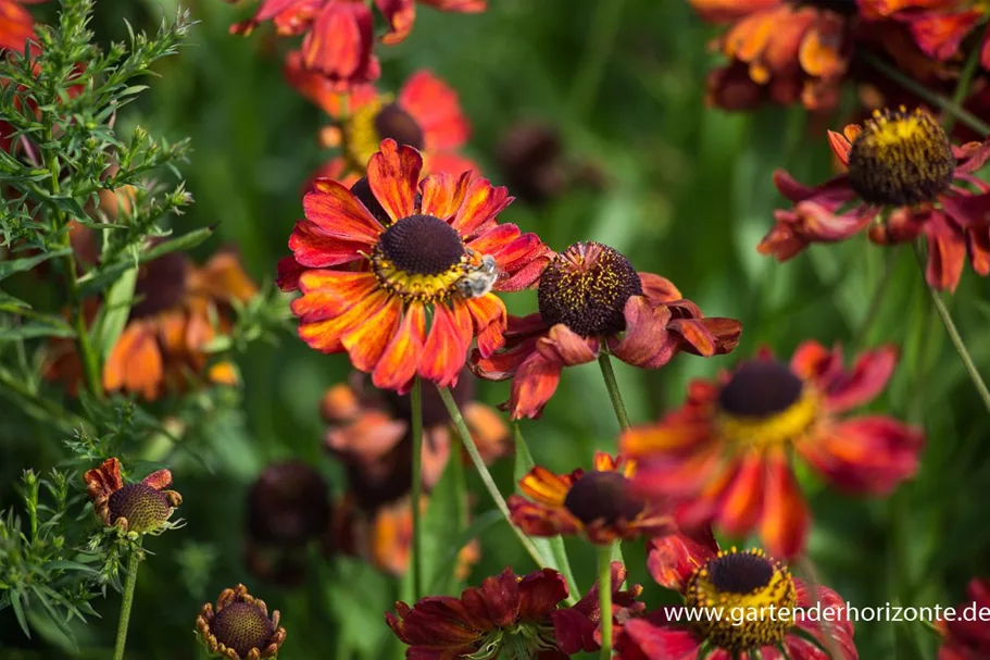 Helenium x cult.'Meranti' 1 Liter Topf 