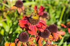 Helenium x cult.'Meranti' 1 Liter Topf 