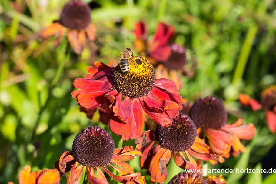 Helenium x cult.'Meranti' 1 Liter Topf 