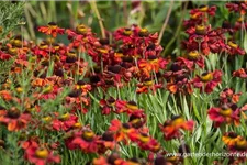 Helenium x cult.'Meranti' 1 Liter Topf 