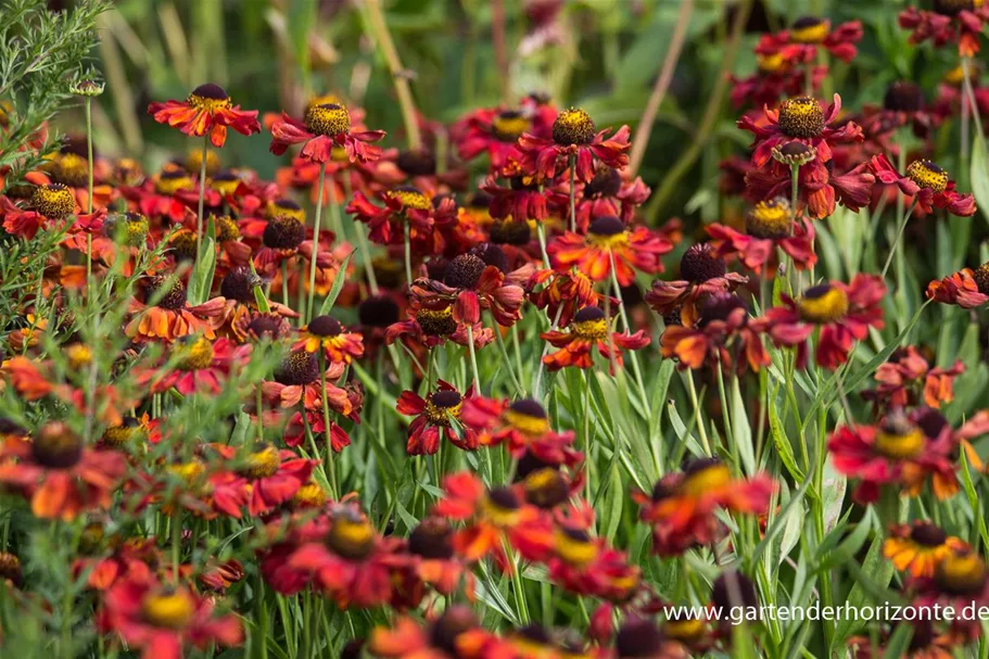 Helenium x cult.'Meranti' 1 Liter Topf 