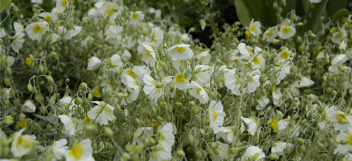 Helianthemum x cult.'Snow Queen' 9 x 9 cm Topf 0,5 Liter 