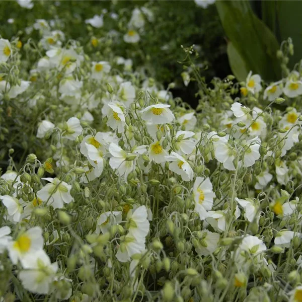 Helianthemum x cult.'Snow Queen'