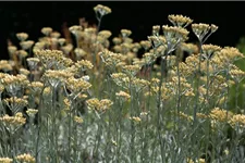 Helichrysum italicum 9 x 9 cm Topf 0,5 Liter 