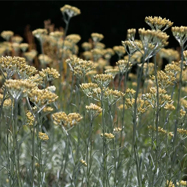 Helichrysum italicum