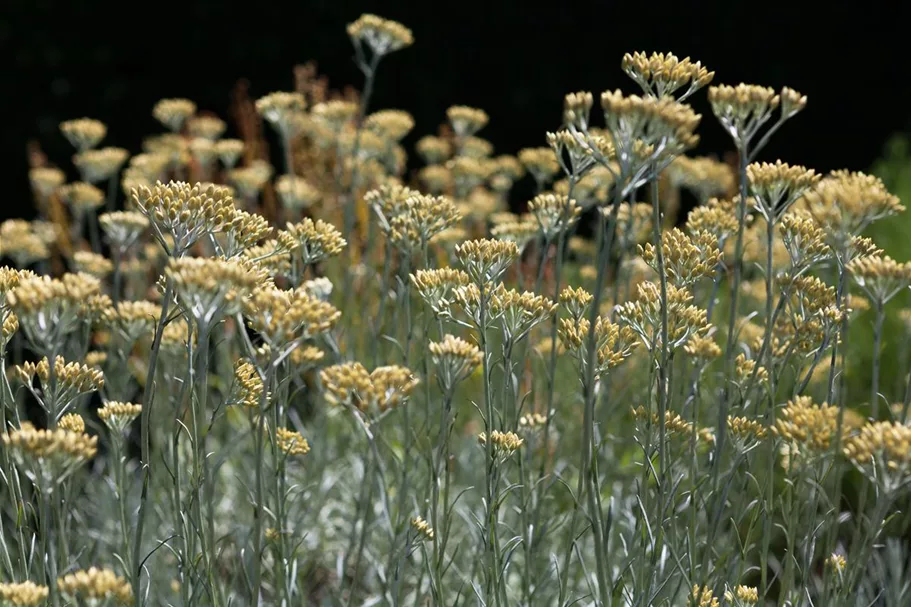 Helichrysum italicum 9 x 9 cm Topf 0,5 Liter 