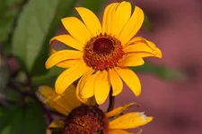 Heliopsis helianthoides 'Summer Nights' gen. 1 Liter Topf 