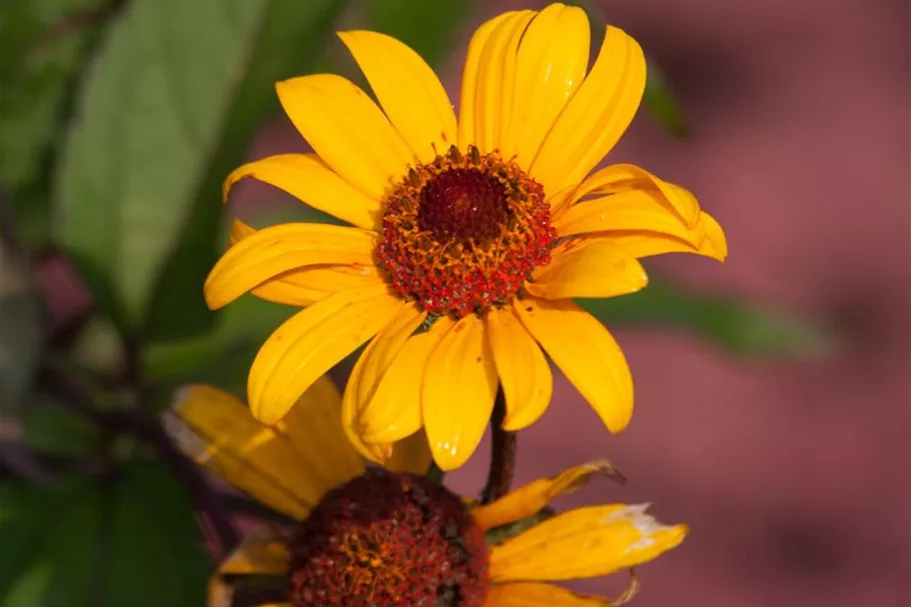 Heliopsis helianthoides 'Summer Nights' gen. 1 Liter Topf 