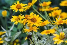 Heliopsis helianthoides 'Summer Nights' gen. 1 Liter Topf 