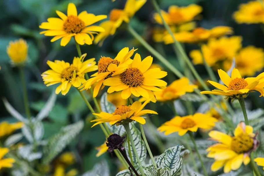 Heliopsis helianthoides 'Summer Nights' gen. 1 Liter Topf 