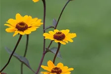 Heliopsis helianthoides 'Summer Nights' gen. 1 Liter Topf 