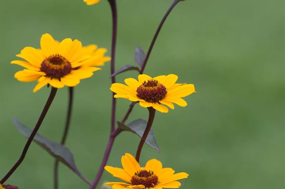 Heliopsis helianthoides 'Summer Nights' gen. 1 Liter Topf 