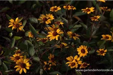 Heliopsis helianthoides 'Summer Nights' gen. 1 Liter Topf 