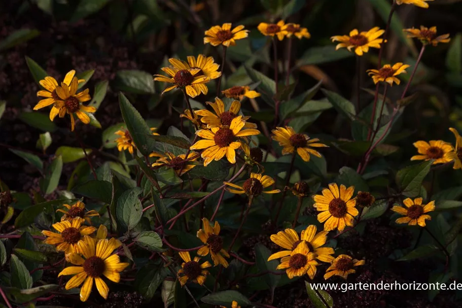 Heliopsis helianthoides 'Summer Nights' gen. 1 Liter Topf 