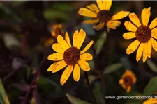 Heliopsis helianthoides 'Summer Nights' gen. 1 Liter Topf 