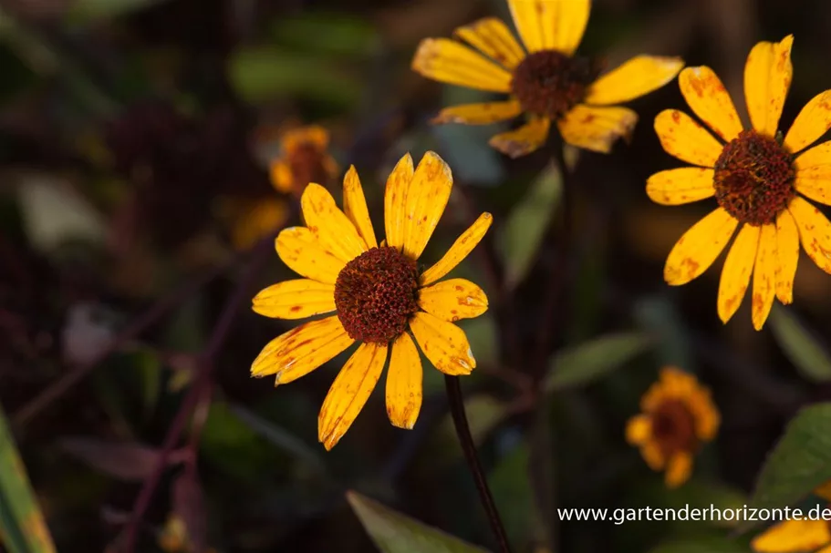 Heliopsis helianthoides 'Summer Nights' gen. 1 Liter Topf 