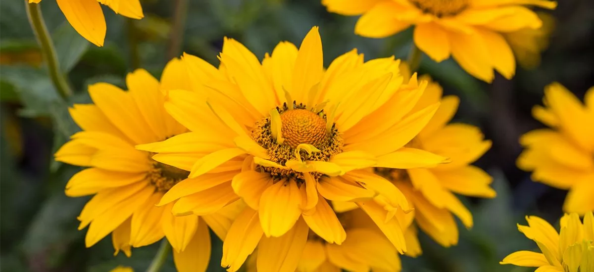 Heliopsis scabra 'Sole d'Oro' C 3 