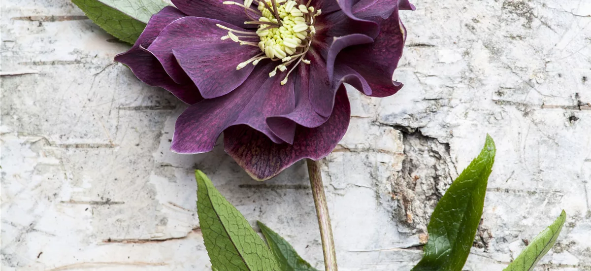 Helleborus x orientalis 'Dark Purple' 1 Liter Topf 