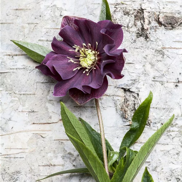 Helleborus x orientalis 'Dark Purple'