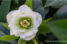 Helleborus x orientalis 'Double Ellen White' 1 Liter Topf 