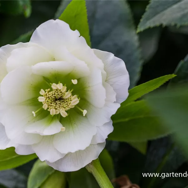 Helleborus x orientalis 'Double Ellen White'