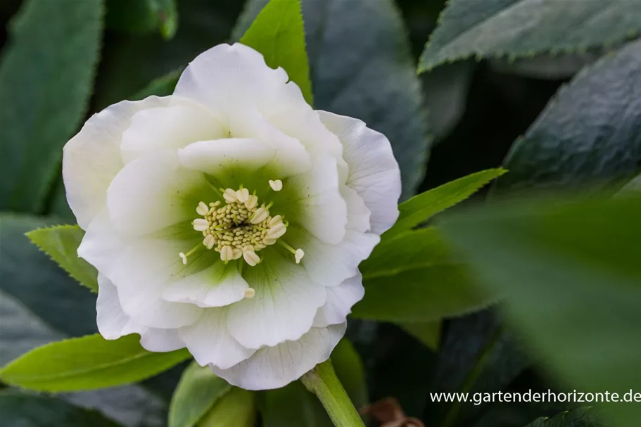 Helleborus x orientalis 'Double Ellen White' 1 Liter Topf 