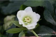 Helleborus x orientalis 'Double Ellen White' 1 Liter Topf 