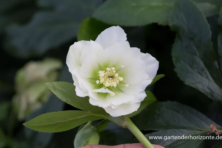 Helleborus x orientalis 'Double Ellen White' 1 Liter Topf 