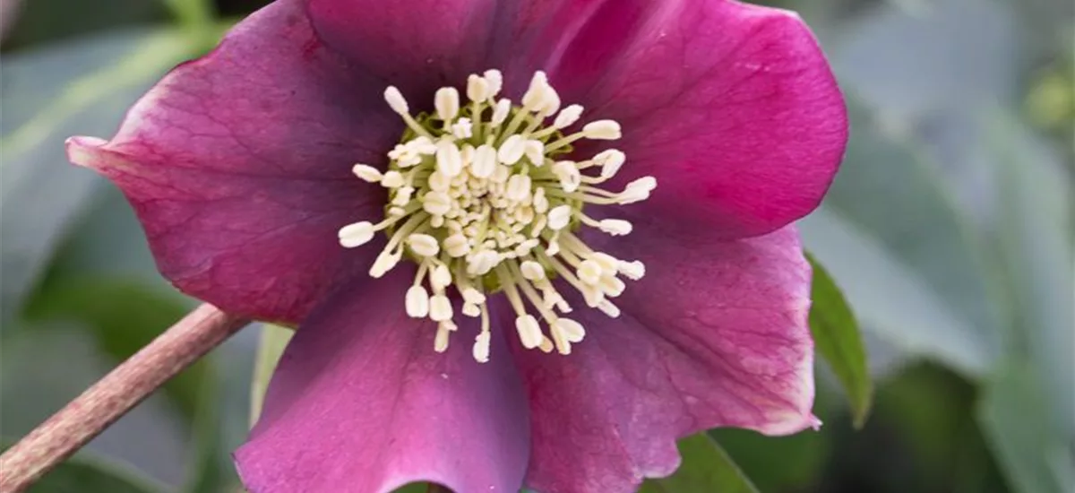 Helleborus x orientalis 'Pretty Ellen Red' 1 Liter Topf 