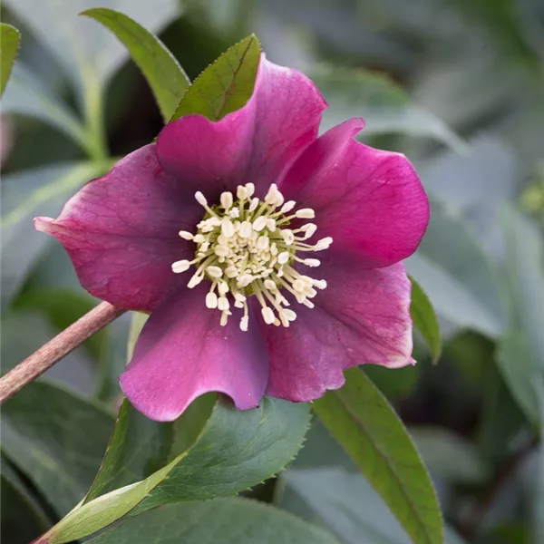 Helleborus x orientalis 'Pretty Ellen Red'