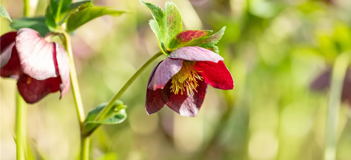 Helleborus x orientalis ssp.abchasicus 1 Liter Topf 