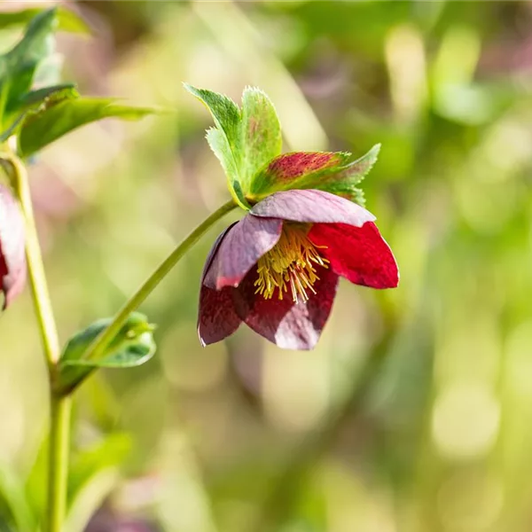 Helleborus x orientalis ssp.abchasicus