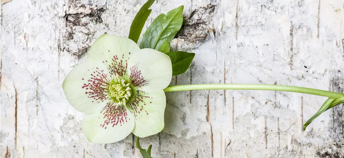 Helleborus x orientalis 'White Spotted' 1 Liter Topf 